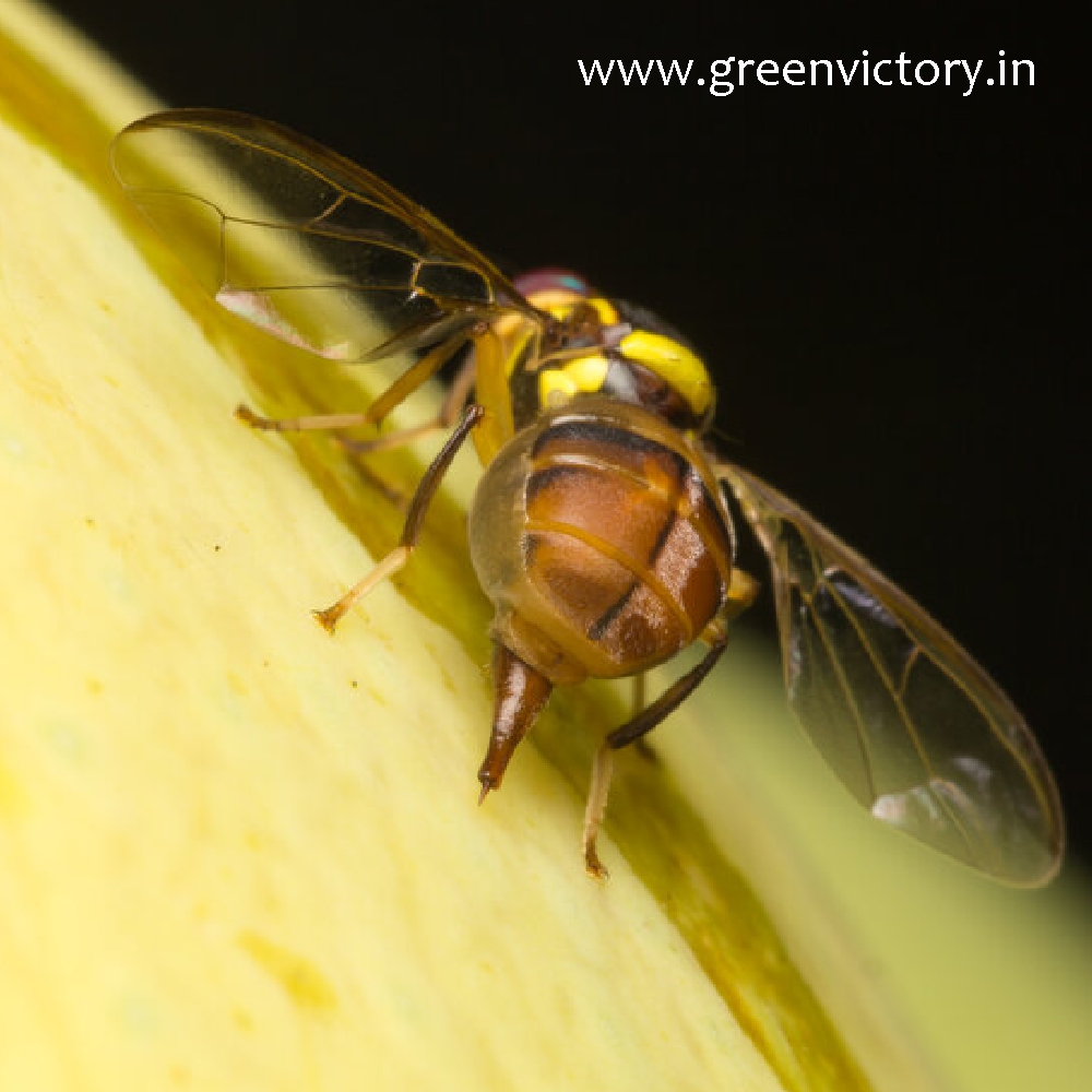 fruit-fly-pheromone-trap